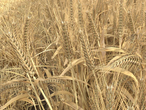 Wheat dried field 3D Model
