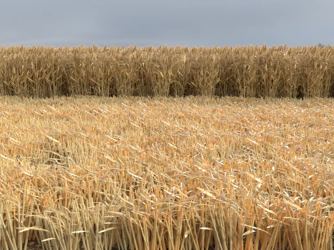 Wheat dried field 3D Model