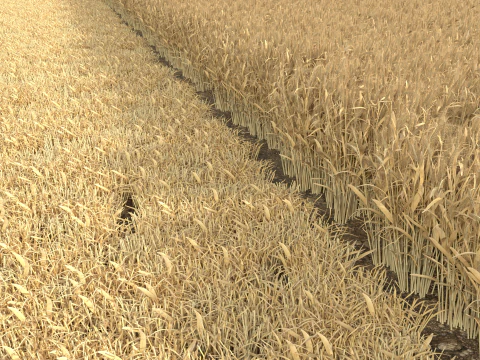 Wheat dried field 3D Model