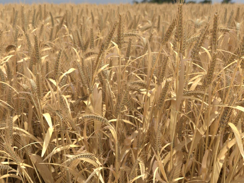 Wheat dried field 3D Model