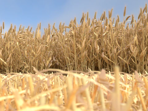 Wheat dried field 3D Model
