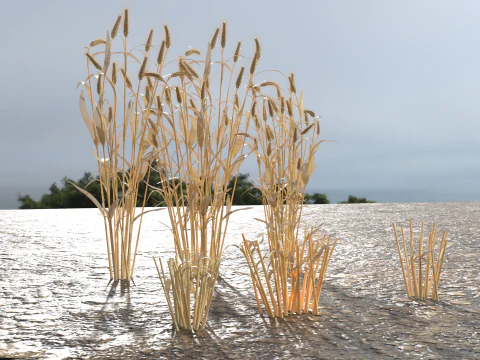 Wheat dried field 3D Model