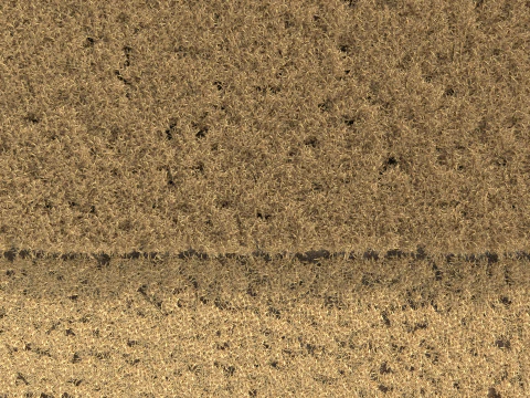 Wheat dried field 3D Model