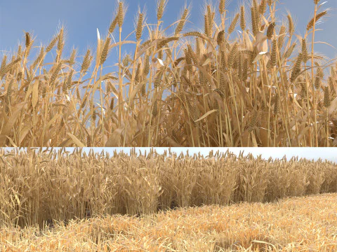 Wheat dried field 3D Model