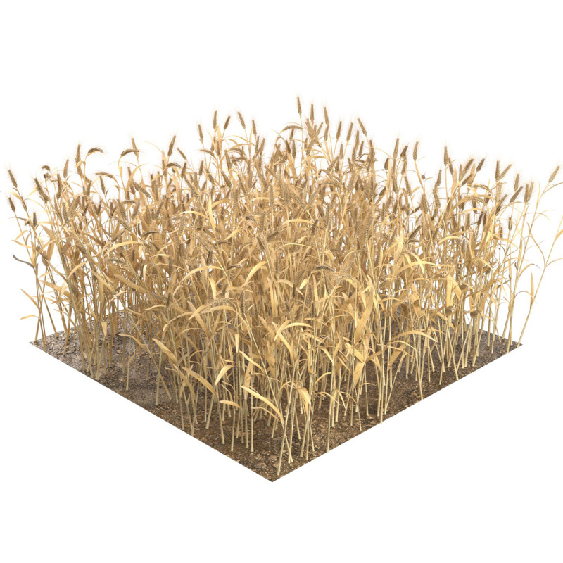 Wheat dried filed section Modelo 3D .c4d .max .obj .3ds .fbx .stl .blend