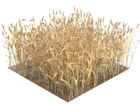 Wheat dried filed section 3D Модель