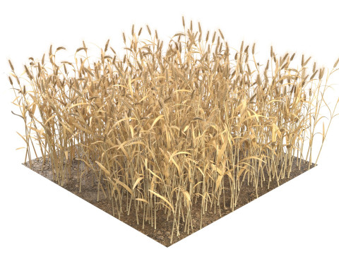 Wheat dried filed section Modelo 3D