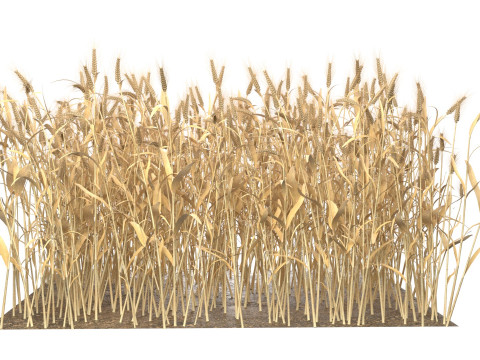 Wheat dried filed section Modelo 3D
