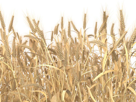 Wheat dried filed section 3D Model