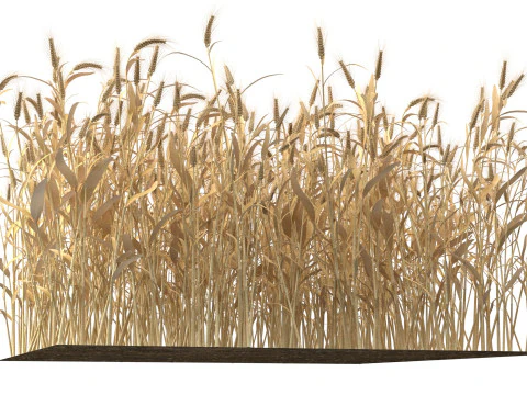 Wheat dried filed section 3D Model