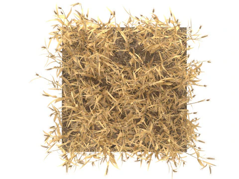 Wheat dried filed section 3D Model