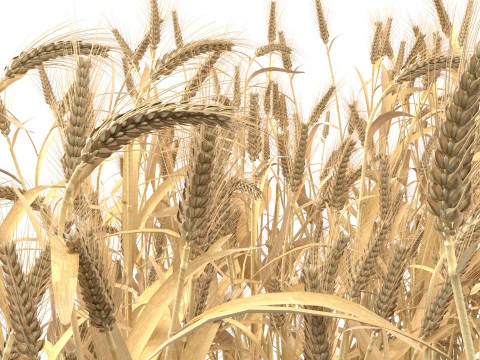 Wheat dried filed section 3D Model