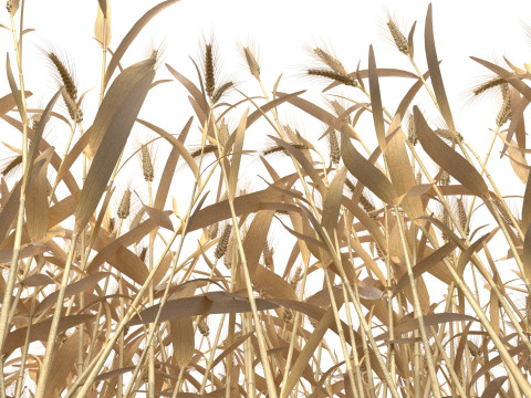 Wheat dried filed section Modelo 3D