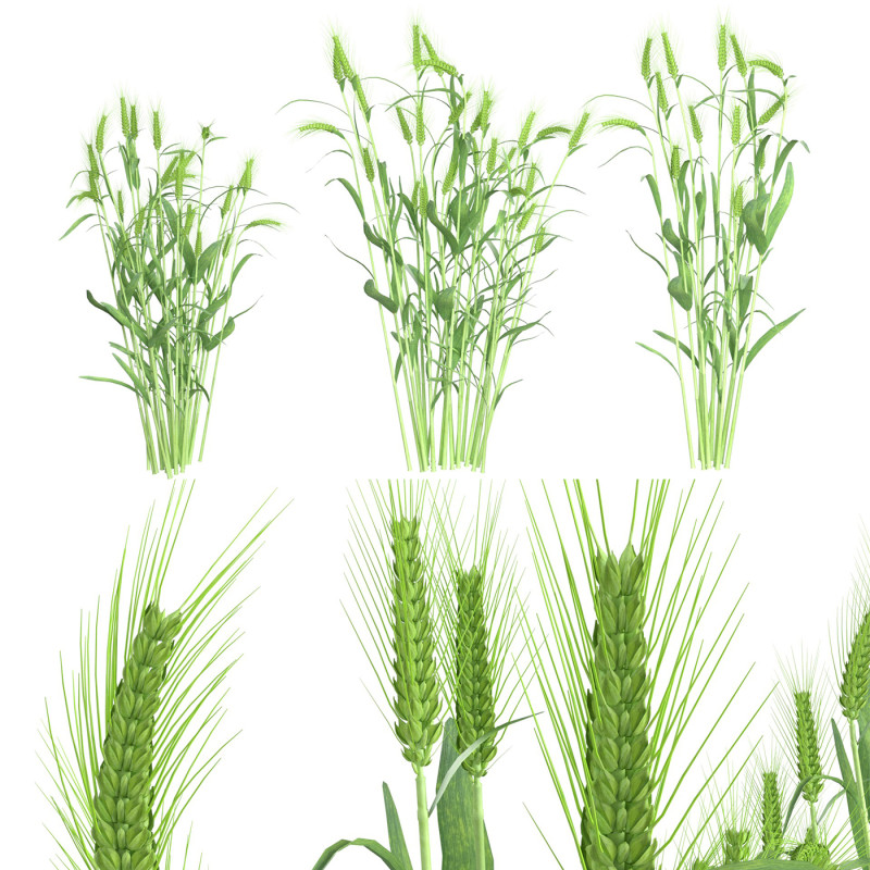 Wheat green bushes 3D 모델 .c4d .max .obj .3ds .fbx .stl .blend 