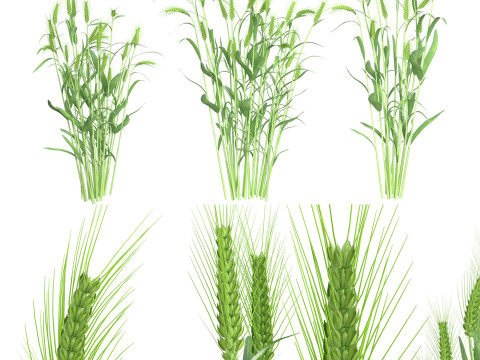 Wheat green bushes 3D Модель