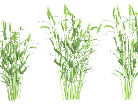 Wheat green bushes 3D 모델