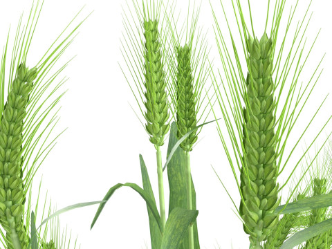 Wheat green bushes 3D 모델