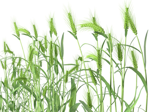 Wheat green bushes 3D 모델
