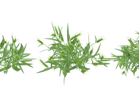 Wheat green bushes 3D 모델