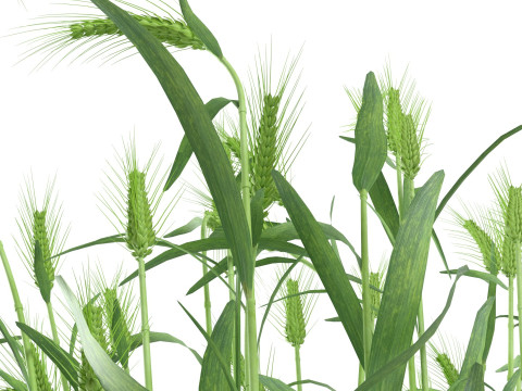 Wheat green bushes 3D 모델