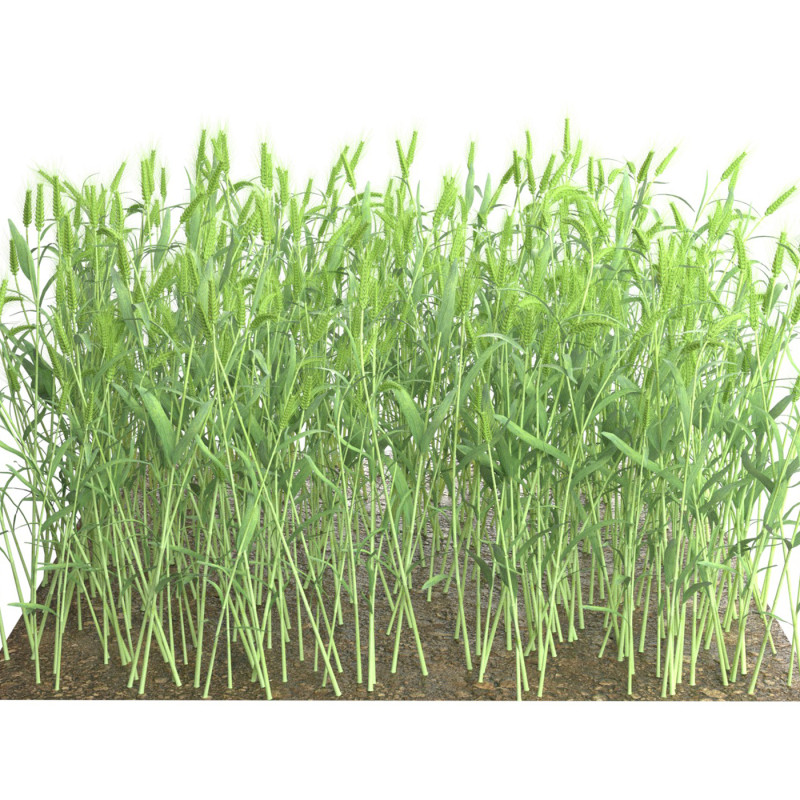 Wheat green field section Modello 3D .c4d .max .obj .3ds .fbx .stl .blend