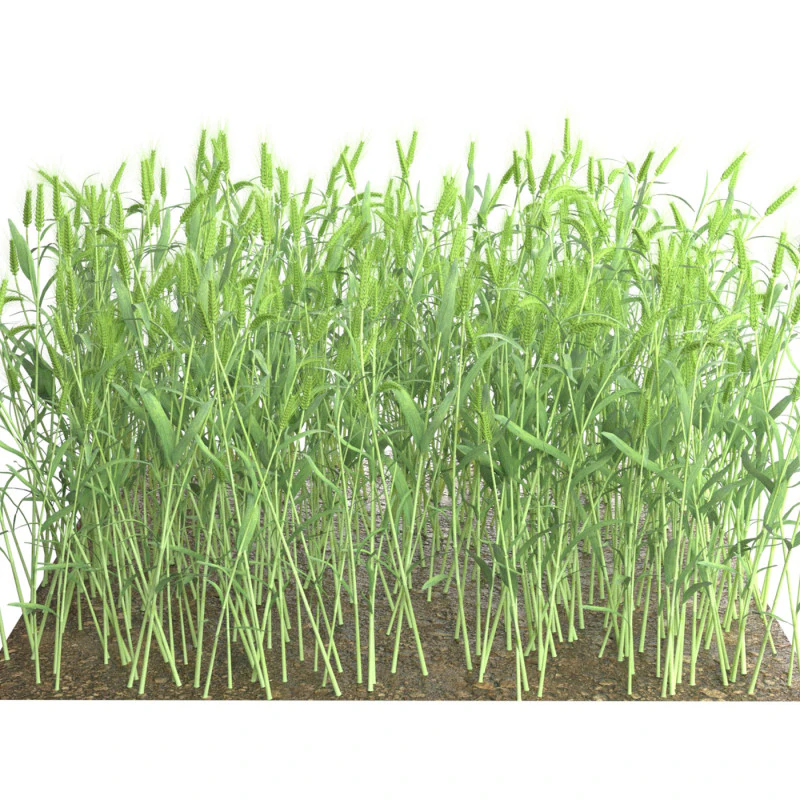 Wheat green field section 3D Model .c4d .max .obj .3ds .fbx .stl .blend 