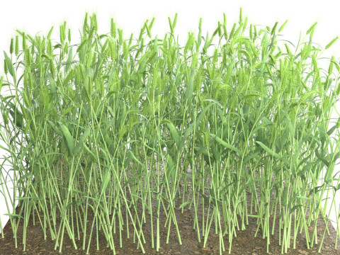 Wheat green field section 3D Модель