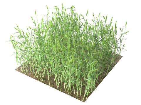 Wheat green field section Modello 3D