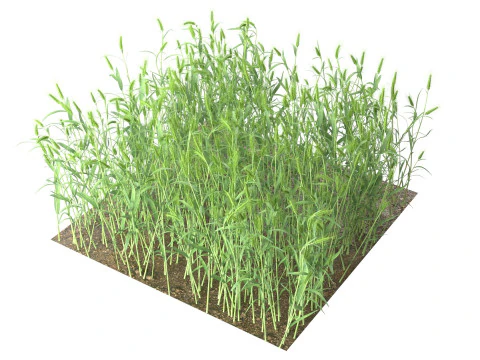 Wheat green field section 3D Model