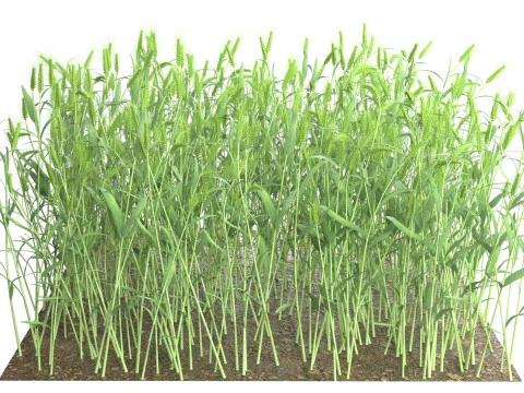 Wheat green field section 3D Model