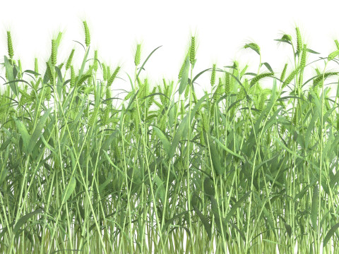 Wheat green field section Modello 3D
