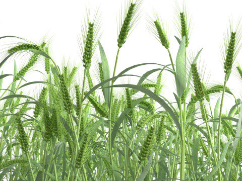Wheat green field section Modello 3D