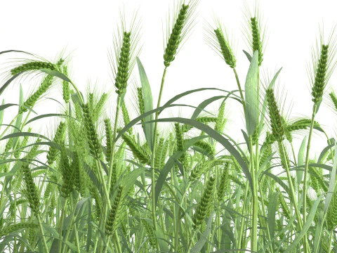 Wheat green field section 3D Model