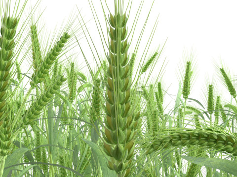 Wheat green field section Modello 3D