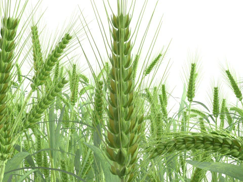 Wheat green field section 3D Model