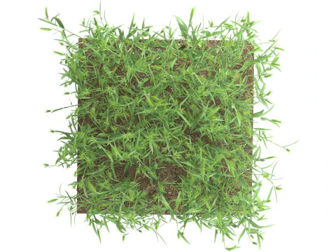 Wheat green field section 3D Model