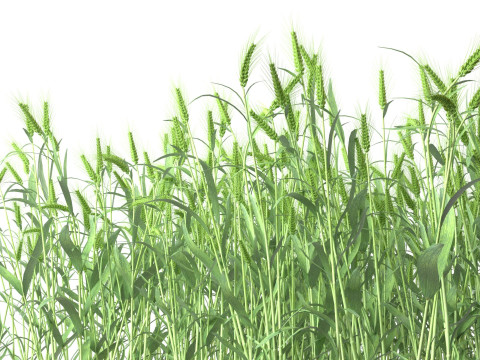 Wheat green field section Modello 3D