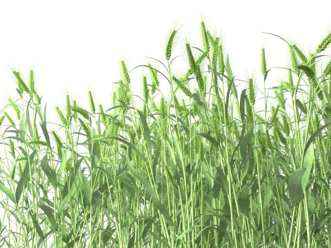 Wheat green field section 3D Model