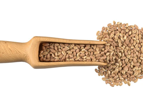 Wheat scoop 3D Model