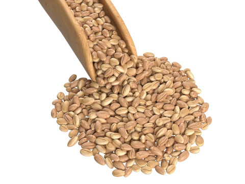 Wheat scoop 3Dモデル