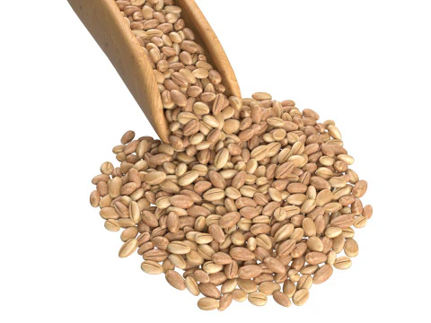 Wheat scoop 3D Model