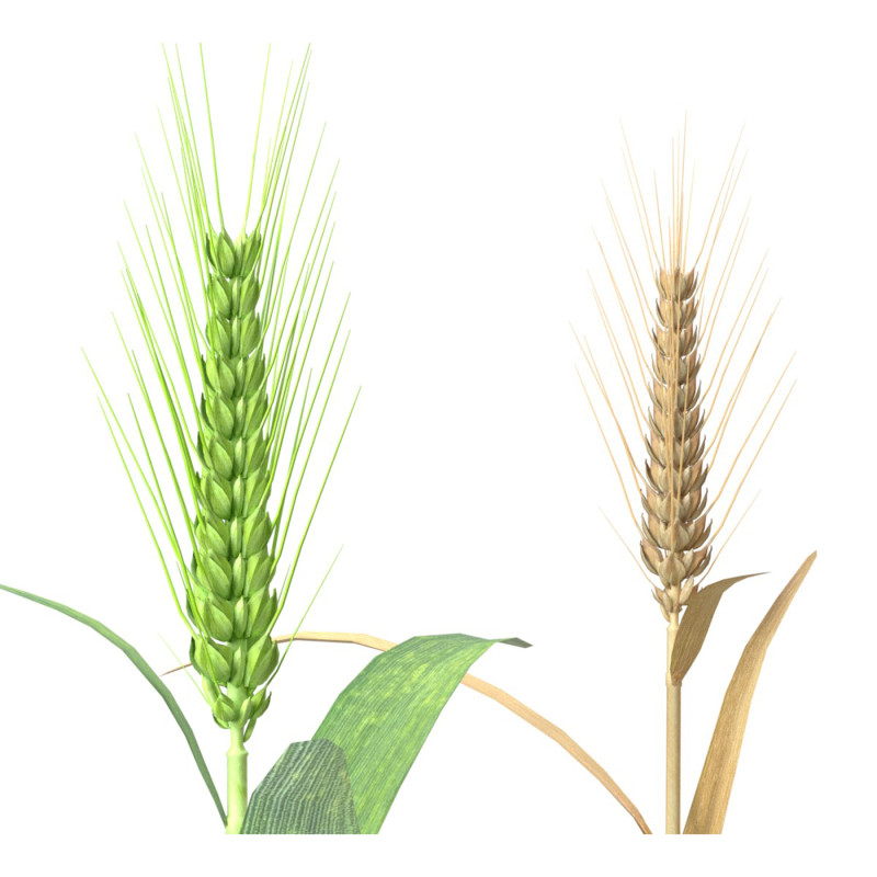 Wheat spike green and dried Modello 3D .c4d .max .obj .3ds .fbx .stl .blend