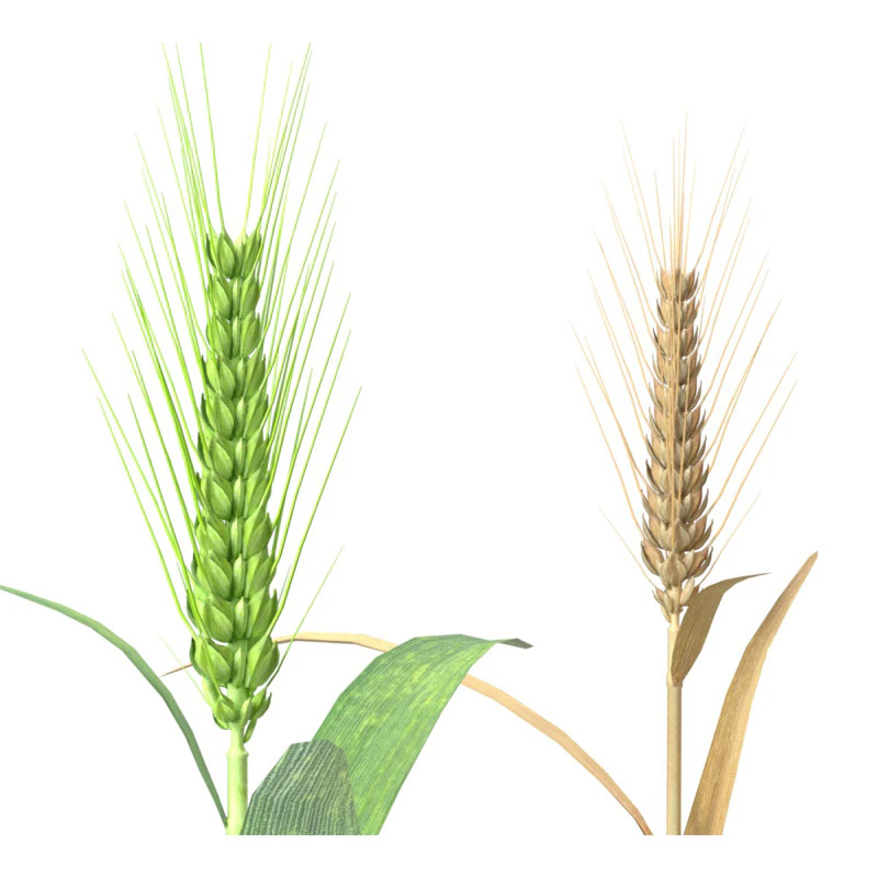 Wheat spike green and dried 3D Model .c4d .max .obj .3ds .fbx .stl .blend 