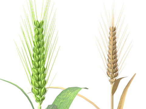 Wheat spike green and dried 3D Модель