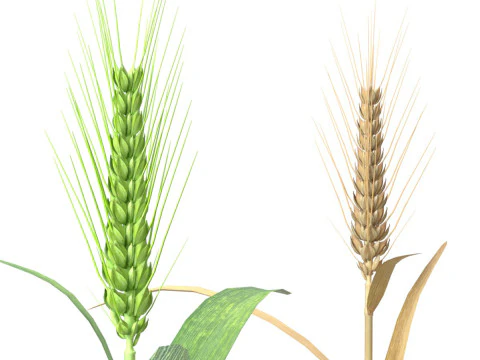 Tarwesteel groen en gedroogd 3D Model