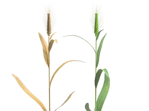 Wheat spike green and dried 3D Model