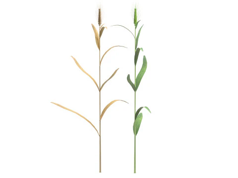 Wheat spike green and dried 3D Model