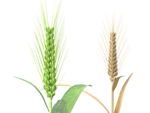 Wheat spike green and dried 3D Model
