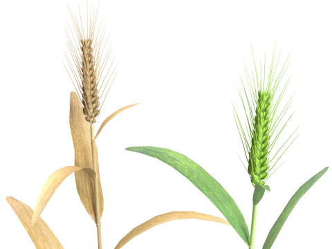 Wheat spike green and dried 3D Model