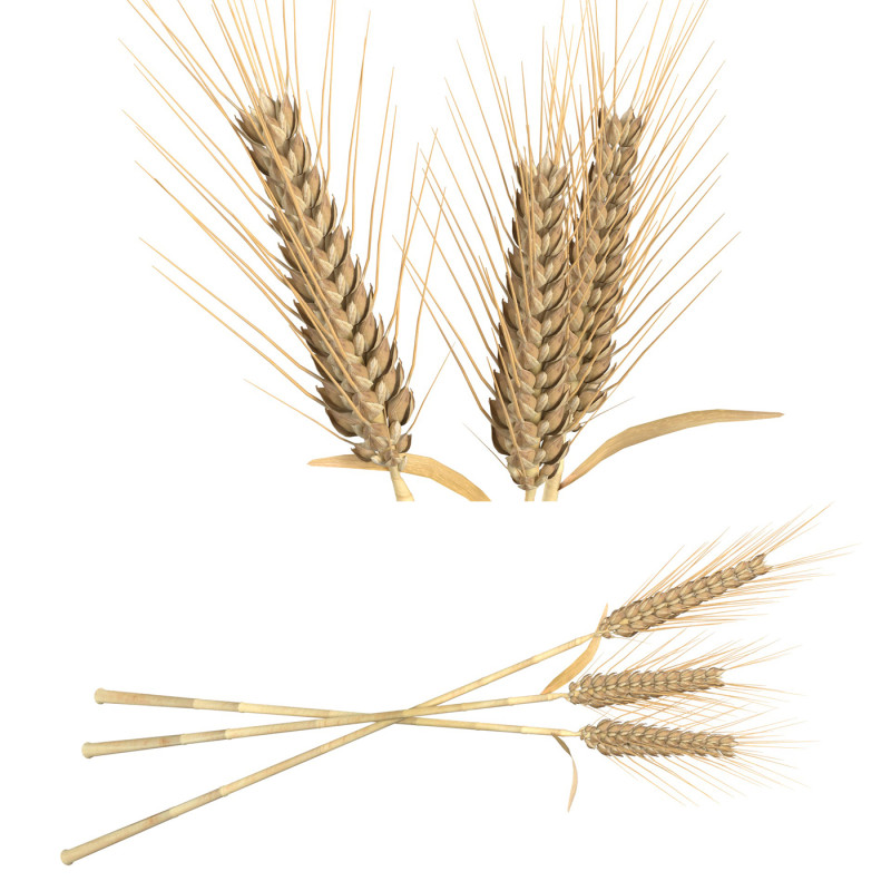 Wheat spikes 3D 모델 .c4d .max .obj .3ds .fbx .stl .blend 